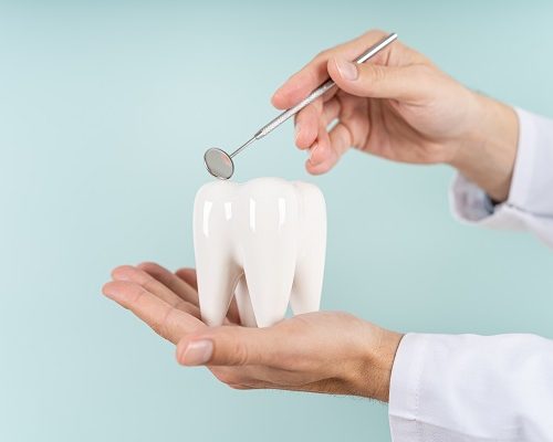 Dental,Care,Concept.,Dentist,Holds,A,Healthy,Tooth,Model,And